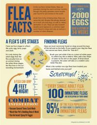 FleaFacts